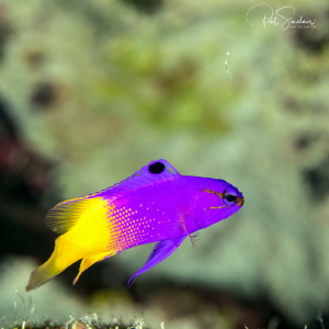 Bonaire - I found this fairy basslet swimming on the Capt... by Patricia Sinclair 